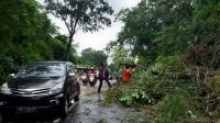 Angin Kencang di Nguntoronadi Tewaskan 1 Orang, Tertimpa Pohon Tumbang