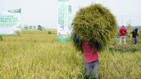 Harga Anjlok, Global Wakaf-ACT Beli Gabah Petani Blora