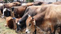 Harga Sapi Mulai Naik Jelang Idul Adha