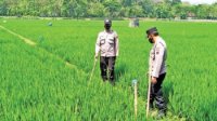 Sudah Banyak Makan Korban, Polisi Copot Paksa Jebakan Tikus Listrik