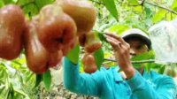 Hebat! Guru Honorer di Demak Berkebun Jambu Citra Hingga Panen Ratusan Juta