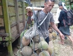 Ekonomi masyarakat Lebak Banten meningkat hasil buah durian