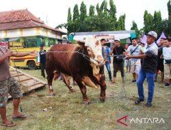 Pemkab Situbondo gelar kontes ternak untuk tingkatkan nilai jual sapi