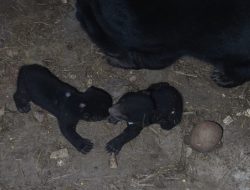 Dua ekor bayi beruang madu tambah koleksi Taman Satwa Lembah Hijau