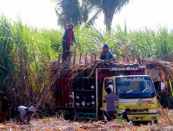 PG Assembagoes Situbondo gunakan sistem bagi hasil dengan petani tebu