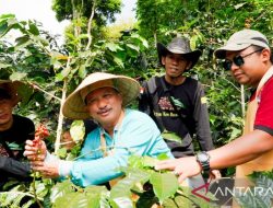 Pemkab Situbondo dorong petani kopi gunakan pupuk organik